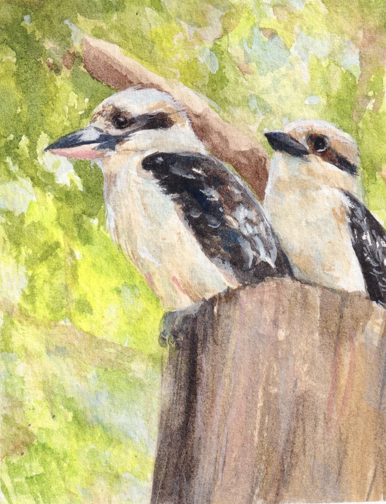 Kookaburras